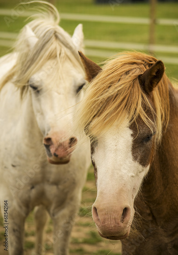 Horses © Zita Stankova