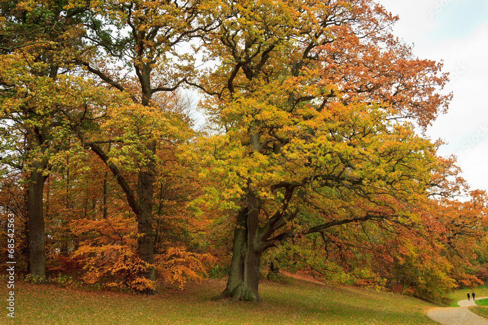 fall in a park