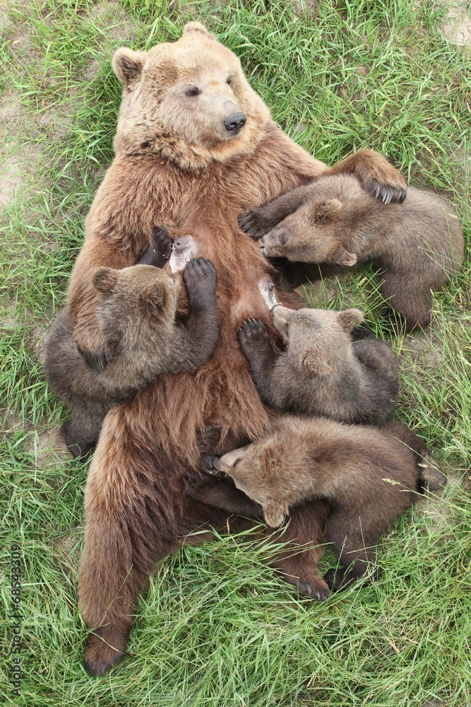 Brown bear with bear cubs