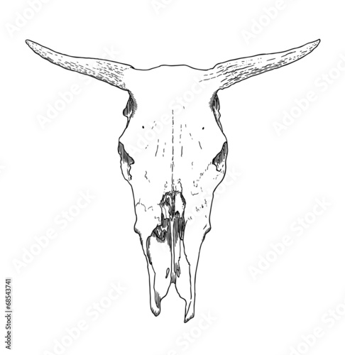 Cow skull