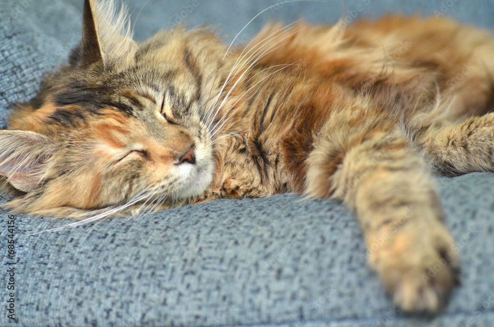 śpiąca piękna młoda kotka rasy maine coon  - obrazy, fototapety, plakaty 