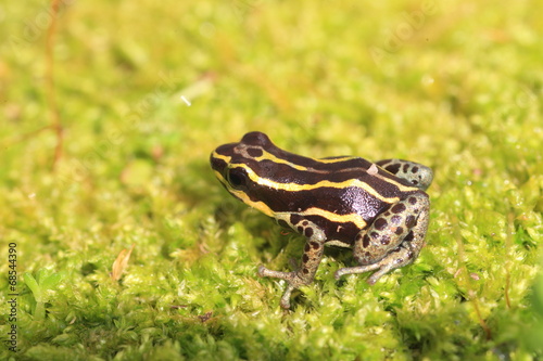 Ventre Poison Frog (Ranitomeya ventrimaculata) in Ecuador photo