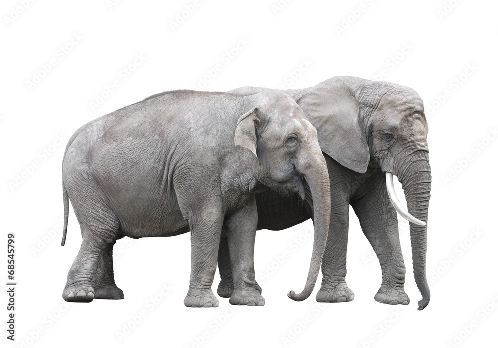 Pair of elephants isolated on white with clipping path