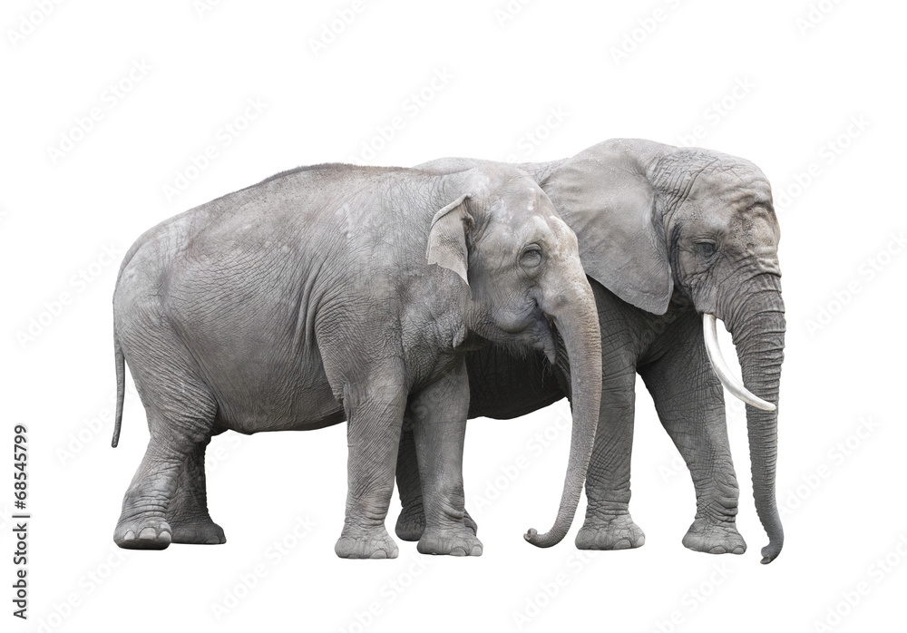 Pair of elephants isolated on white with clipping path Pair of elephants isolated on white with clipping path