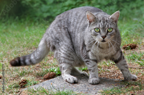 Ängstliche Katze photo