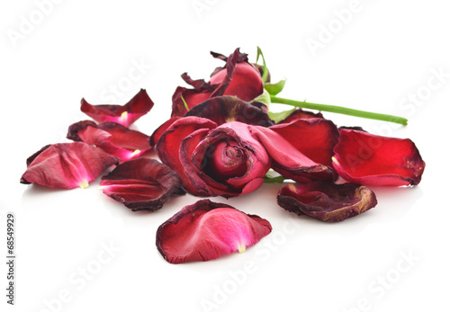 Dried roses isolated on white background
