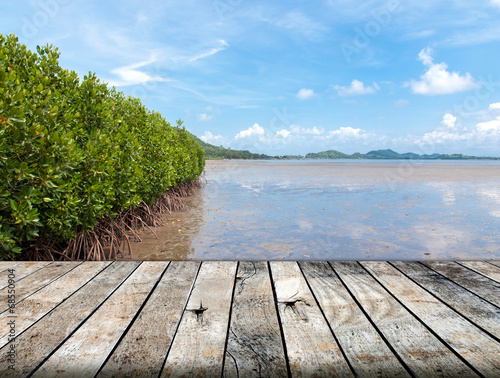 Mangrove forest in the tropical place with wood floor