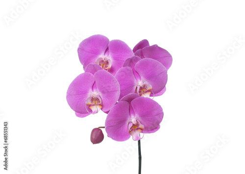 Fototapeta Naklejka Na Ścianę i Meble -  Beautiful pink orchid stem