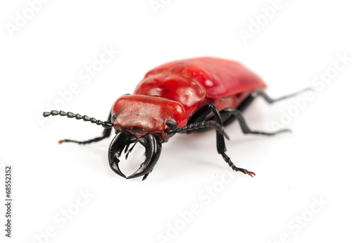 scarlet lily beetle on a white background © showcake