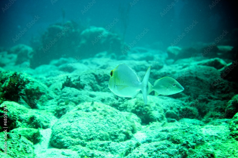 Obraz premium Coral Reef, tropical fish and ocean life in the caribbean sea