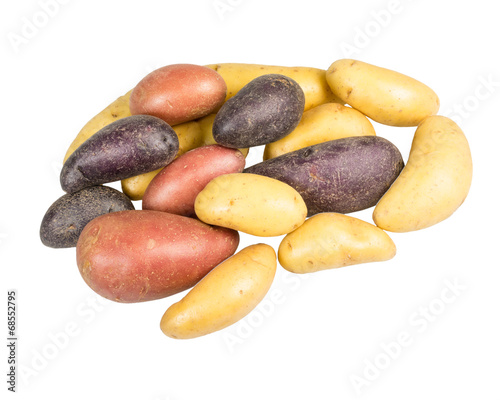 Fingerling potatoes of several colors isolated