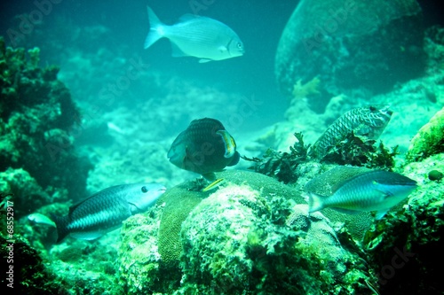 Coral Reef, tropical fish and ocean life in the caribbean sea © Alex