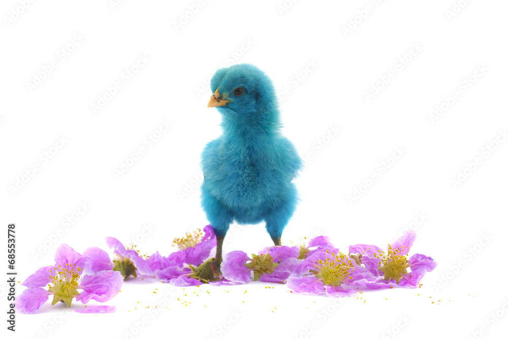 colourful of Cute Chicks