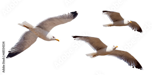 Set of flying seagulls. Isolated over white