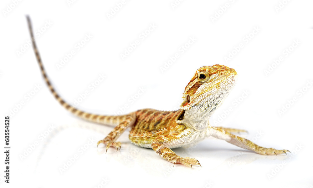 Fototapeta premium Bearded Dragon