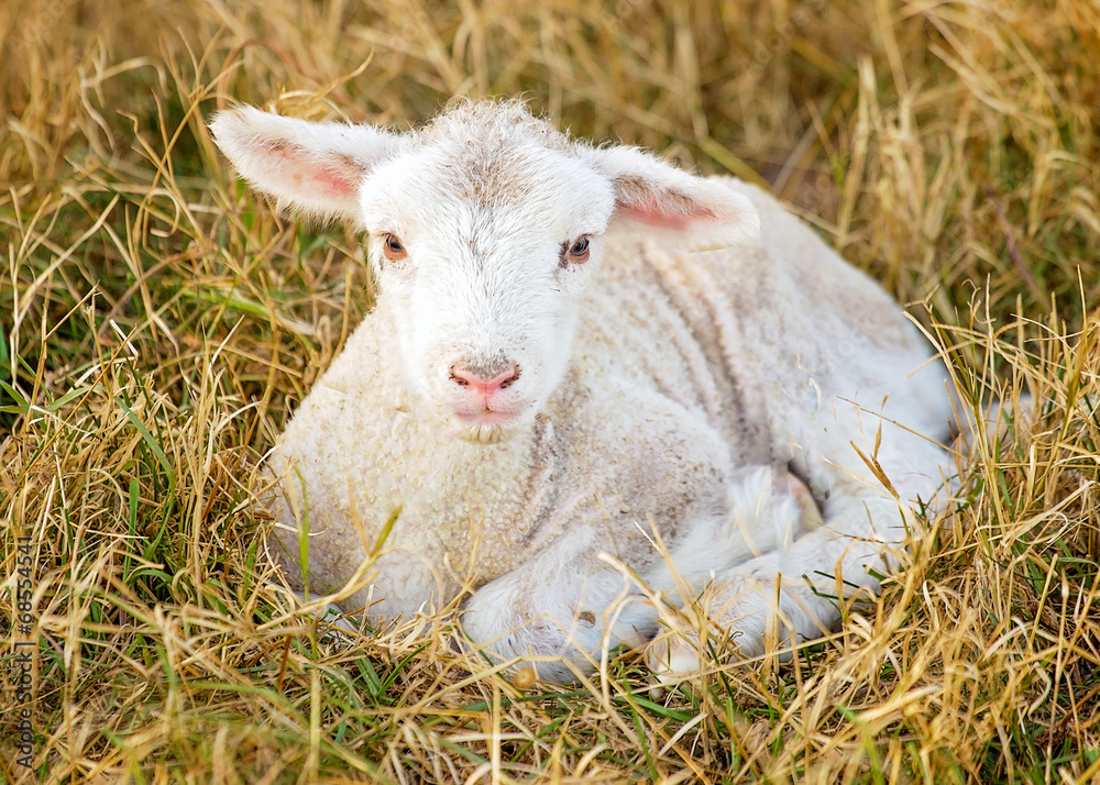 Fototapeta premium day old lamb