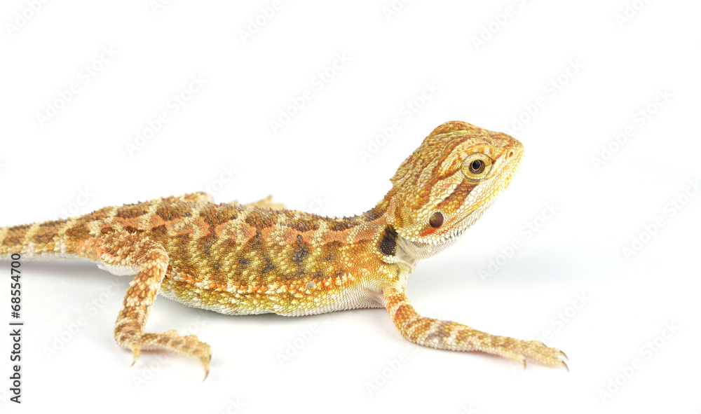 Naklejka premium Bearded Dragon