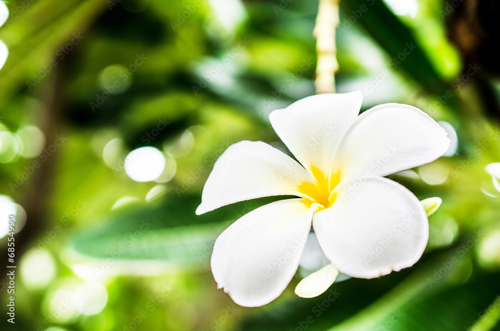 White and yellow plumeria flower White and yellow plumeria flower