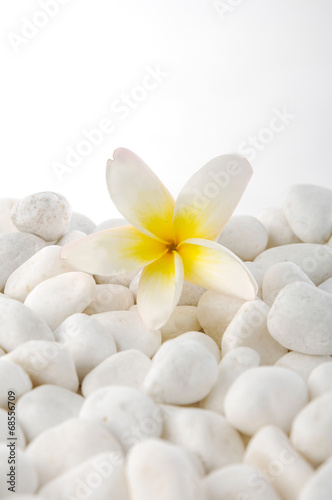 pebbles with frangipani flower