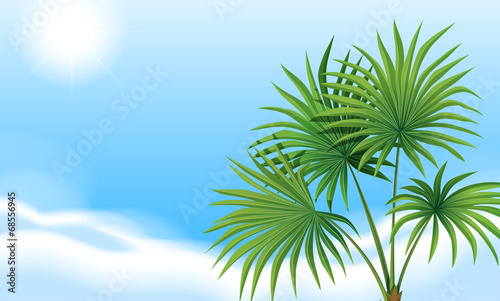 A palm plant and a clear blue sky