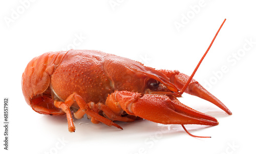 Billede på lærred Boiled crawfish