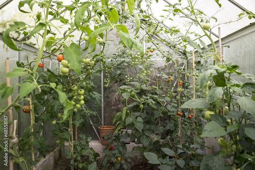 self made greenhouse with fresh tomatoes