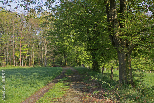 Waldweg im Frühling