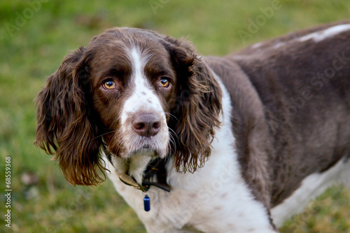 Obraz na płótnie English Springer spaniel