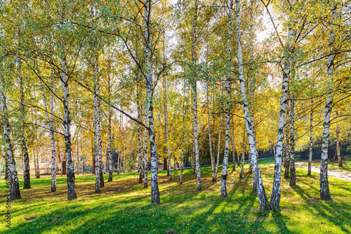 Obraz na płótnie Siver birch trees w salonie