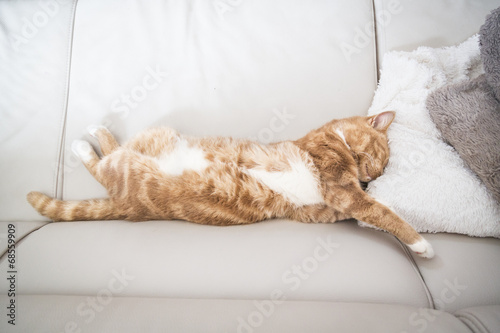 Fototapeta Naklejka Na Ścianę i Meble -  Tabby cat sleeping on couch 