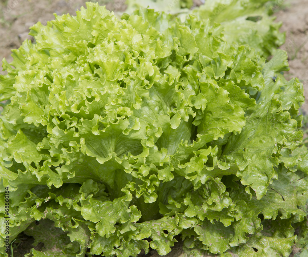 Green lettuce growing in a garden Green lettuce growing in a garden