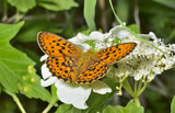 Butterfly (Brentis) 2