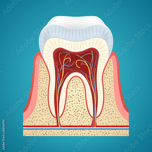 Healthy human tooth in cutaway