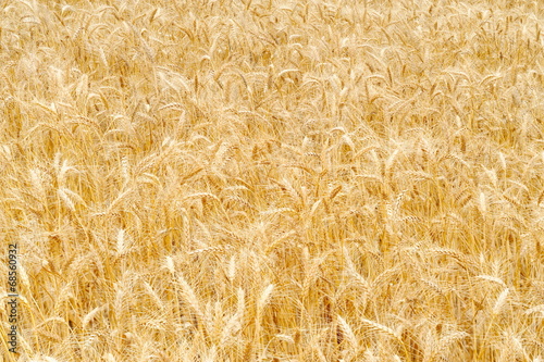 golden cereal field closeup
