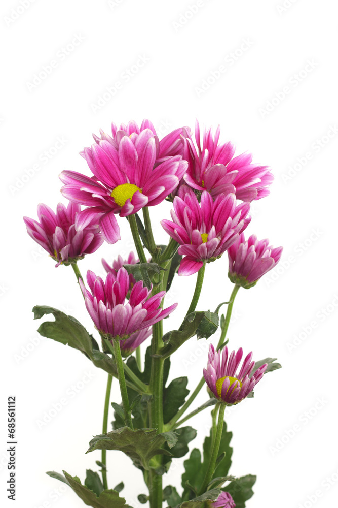 Chrysanthemum flower isolated on white background Chrysanthemum flower isolated on white background
