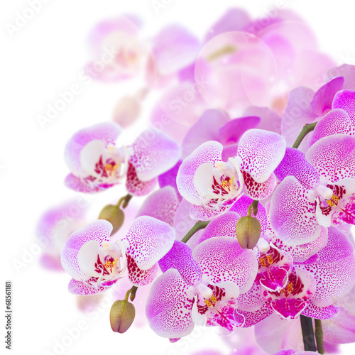 Fototapeta Naklejka Na Ścianę i Meble -  pink  orchid branch close up
