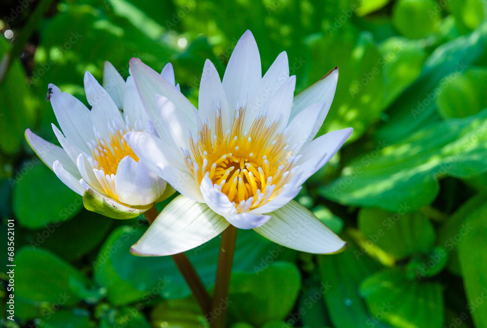 Beautiful lotus flower in blooming on the pond Beautiful lotus flower in blooming on the pond