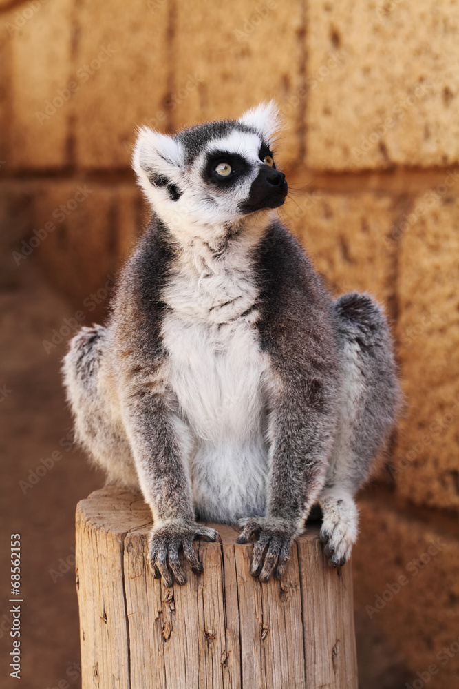 Ring-tailed lemur monkey