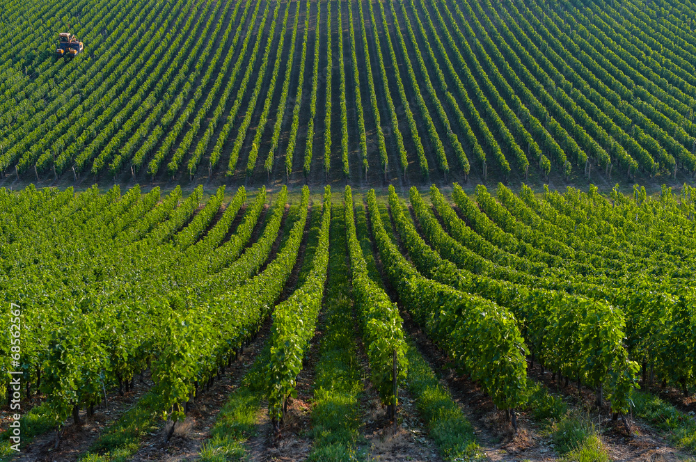 Agricultural machine in the vineyards-Landscape-Vineyard south w