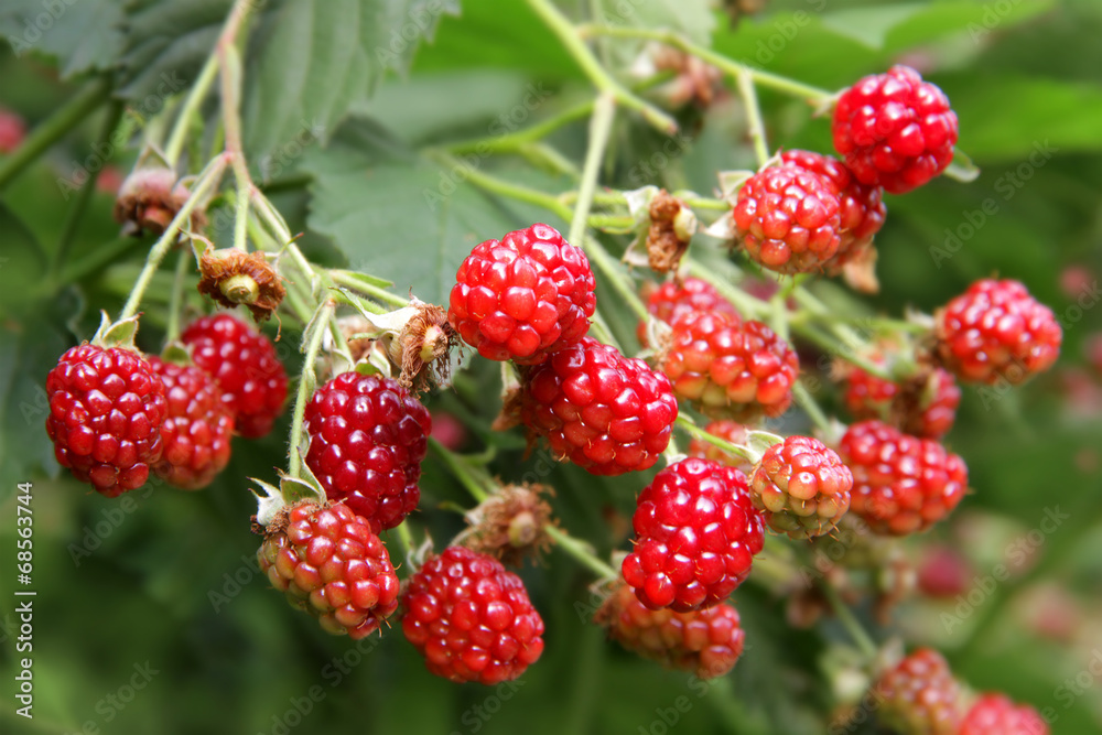 Brombeeren Brombeeren