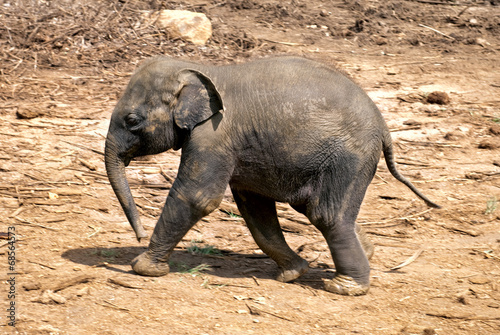Baby elephant walking over rocky plains