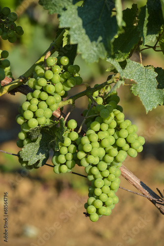 Wallpaper Mural Bunch of green grapes before veraison-Vineyard landscape-Vineyar Torontodigital.ca