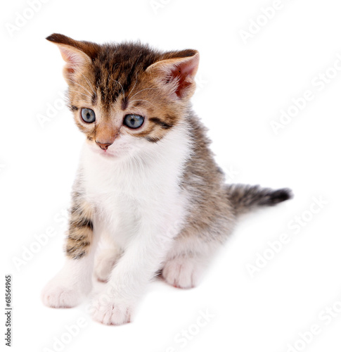 Cute little kitten  isolated on white