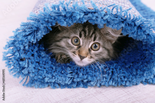 Fototapeta Naklejka Na Ścianę i Meble -  Beautiful kitten in rolled carpet, on light background