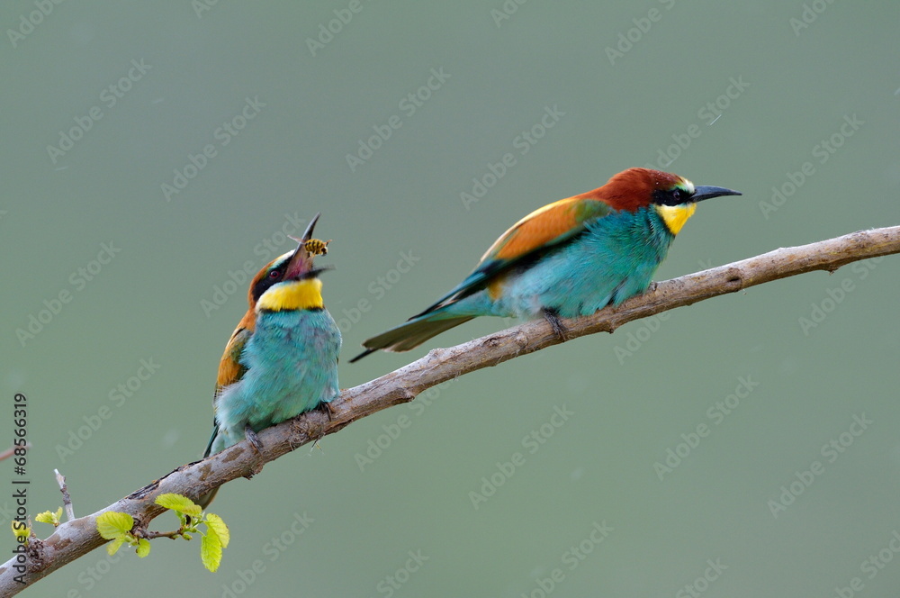 Obraz premium european bee-eater (Merops Apiaster) outdoor