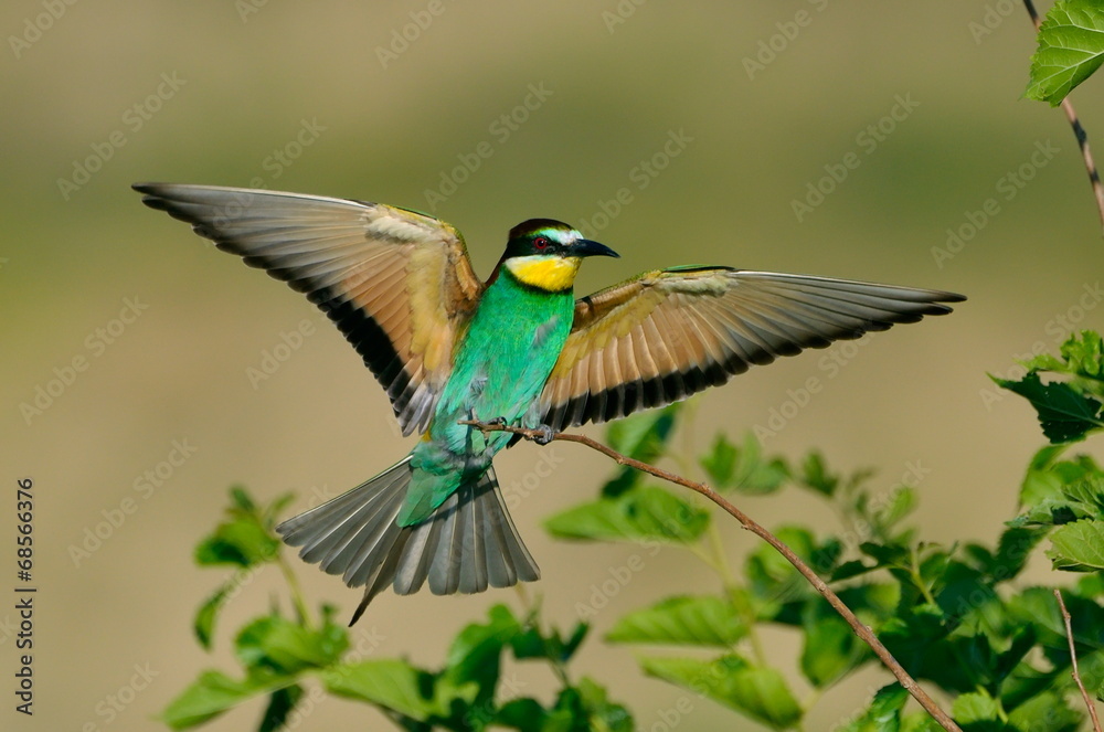 european bee-eater (Merops Apiaster) outdoor european bee-eater (Merops Apiaster) outdoor