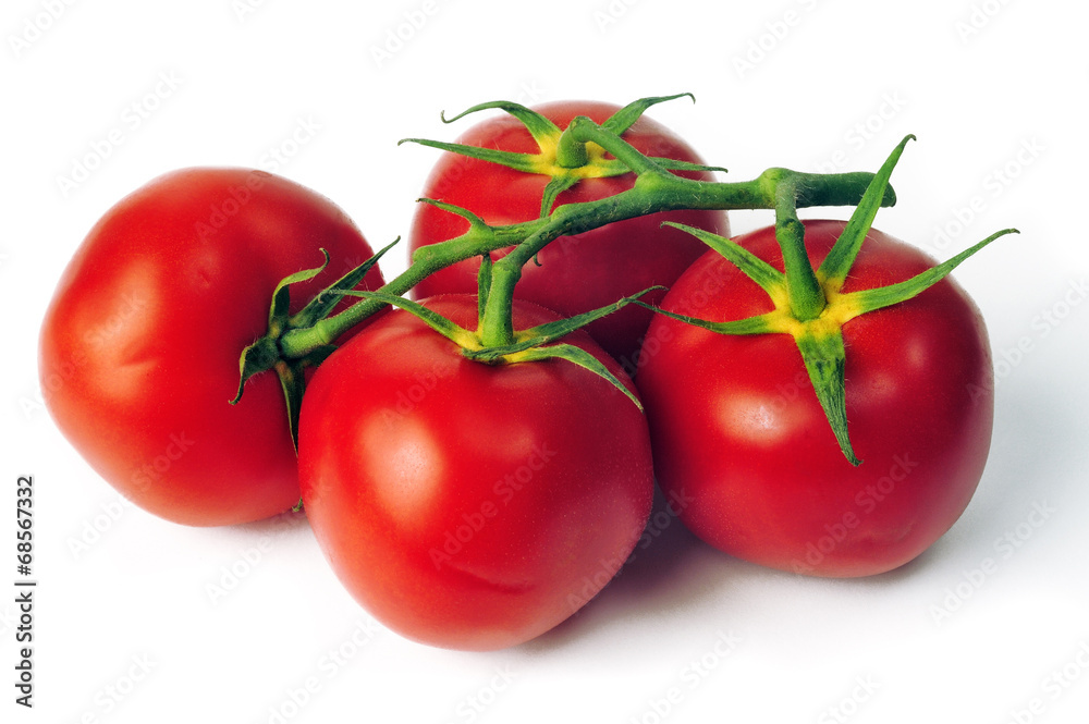 isolated on white background in studio tomato isolated on white background in studio tomato
