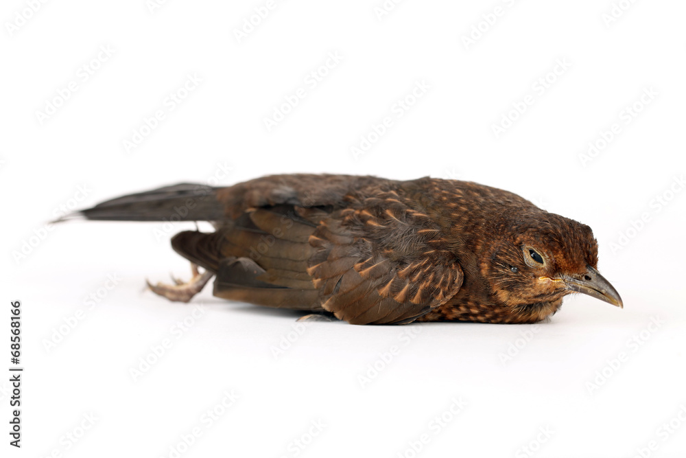 Fototapeta premium Bauchlandung