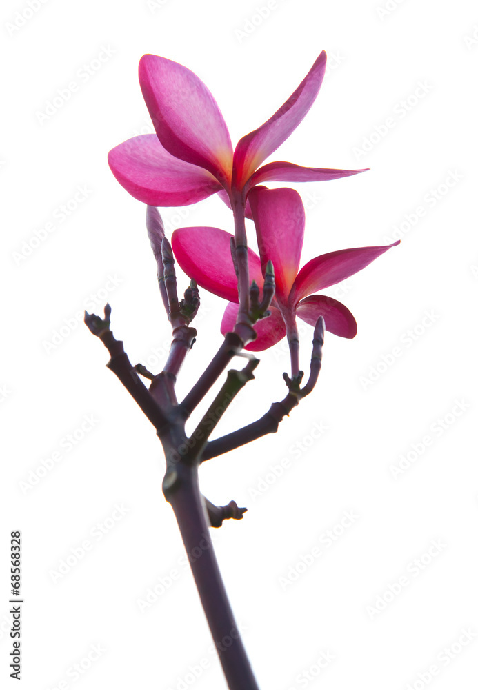frangipani flowers isolated on the background white frangipani flowers isolated on the background white