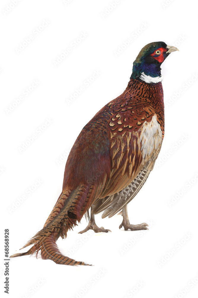 custom made wallpaper toronto digitalpheasant